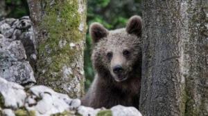 Storia dell'orso Bruno