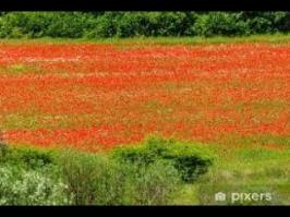 The Green Fields Of France (No Man's Land)