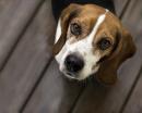 Escluso il cane
