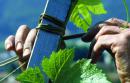 Ma vigne pousse