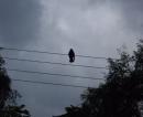 Leonard Cohen: Bird On The Wire