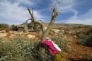 Piante amare in Palestina