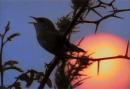 The Cutty Wren