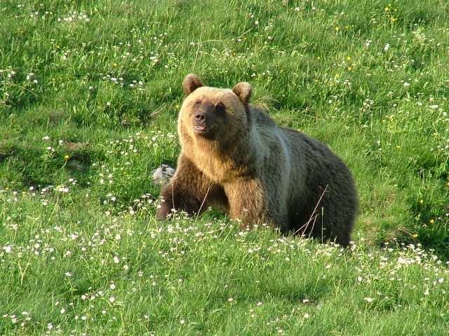 Storia dell'orso Bruno