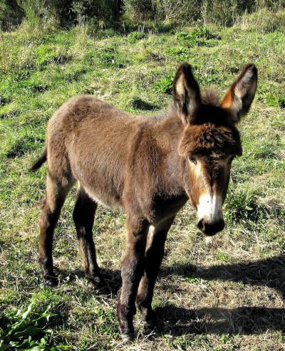   Cependant vit le doux souvenir d'un gentil héros Souvenir vivace et magnifique de Platero