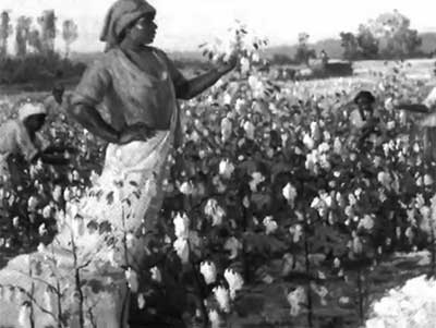  Pick a Bale of Cotton