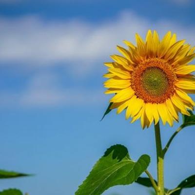 Sunflowers of Ukraine