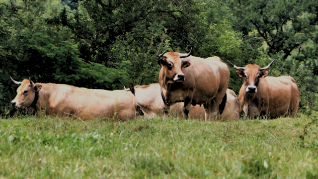 belles bovines