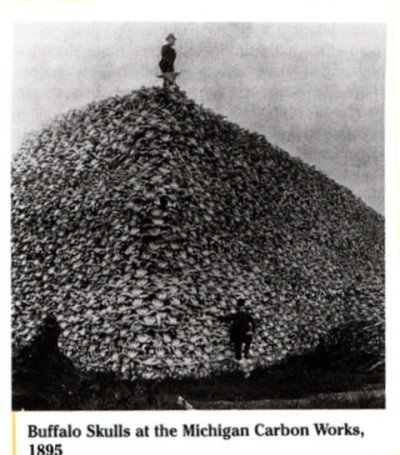 Genocide (The Killing of the Buffalo)