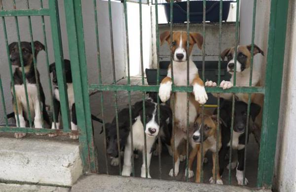 Concerto per un cane