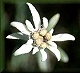 edelweiss