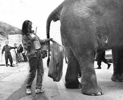 Le Président et l'éléphant