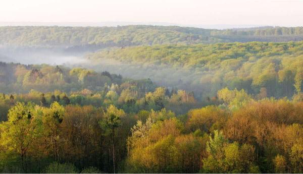 Woods of Darney