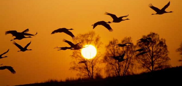 pajaros libres