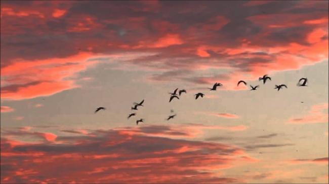 Les oiseaux de passage