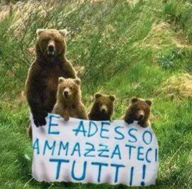 Storia dell'orso Bruno