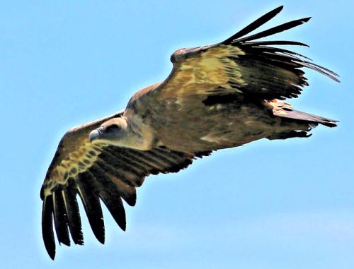 vautour vautour
