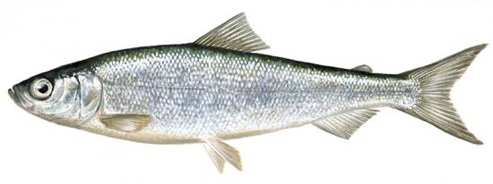 Vendace (Coregonus Albula)